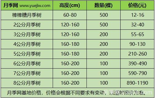 2024年不同规格月季树多少钱一棵？树状月季价格表？(图3)