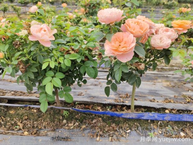 月季花的土壤要求是黏土还是沙土(图1)