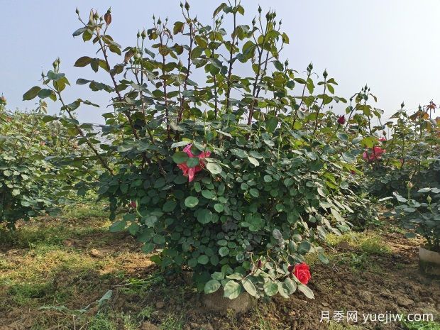 月季如何防治霉菌病(图1)