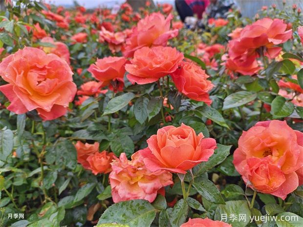 月季花大胆去追肥，以磷钾肥为主促进开花量(图1)