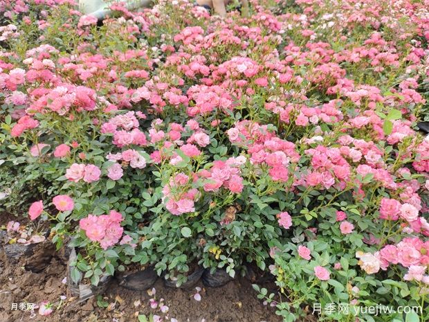 月季花大胆去追肥，以磷钾肥为主促进开花量(图2)