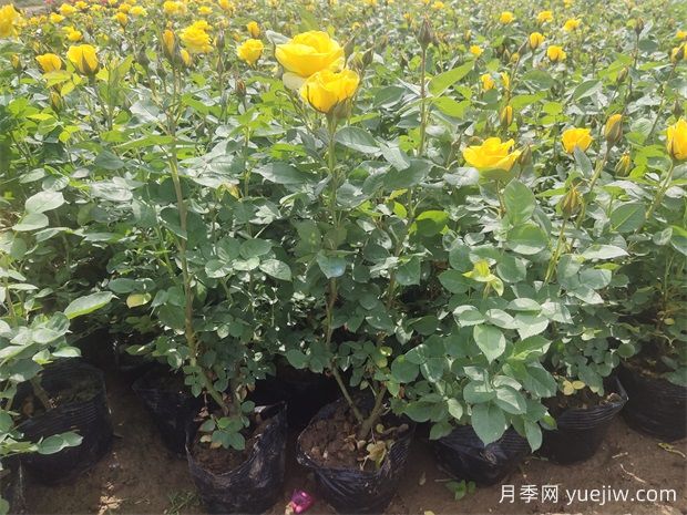 养护月季分清基肥、底肥和追肥，不盲养！(图1)