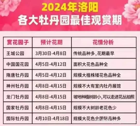 2024年洛阳牡丹绚烂绽放，谁与争锋？(图1)