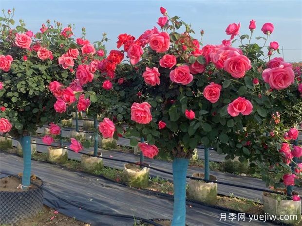 庭院一定要种植两棵树状月季，花量大韵味十足(图1)