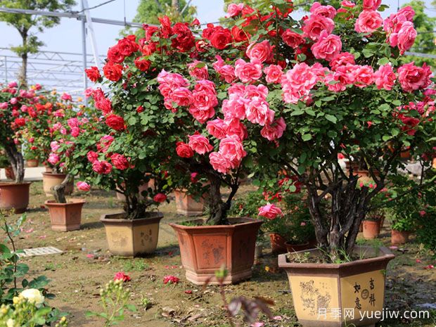 庭院一定要种植两棵树状月季，花量大韵味十足(图2)