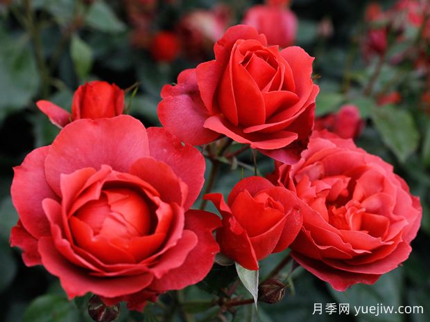 21朵玫瑰：不只是浪漫，还藏着这些深意(图1)