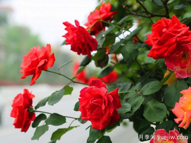 广安月季应用和景观图集(图1)