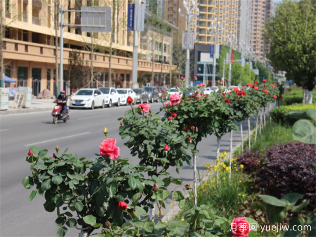 达州月季应用和景观图集(图3)