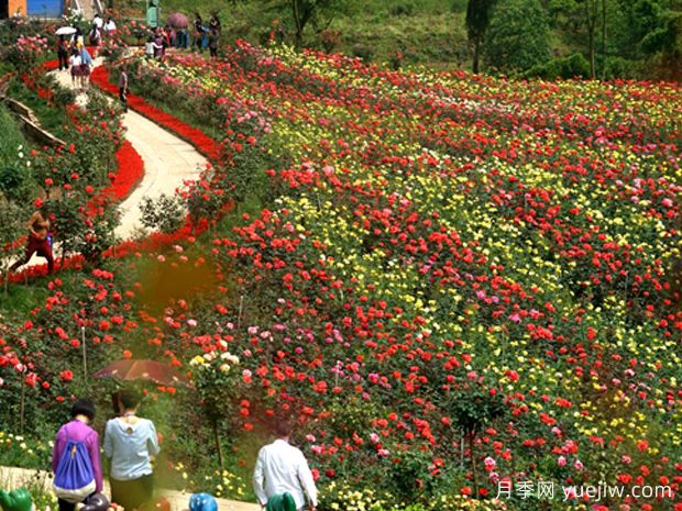 月季名园：达州成都山花纤谷玫瑰园(图2)