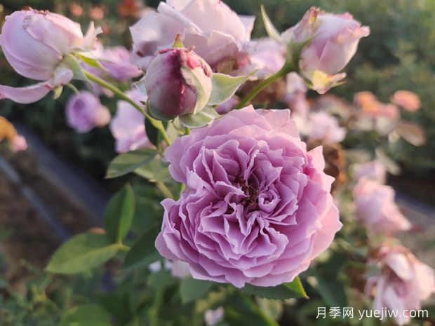 玫瑰花如何拍照？学会技巧，轻松拍出高级感(图1)