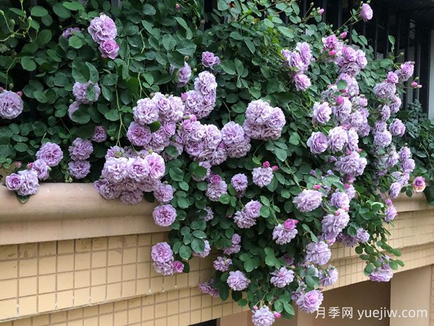 适合阳台的蓝色阴雨小型藤本月季，阳台变花墙(图3)