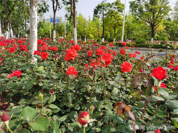 昆明月季又到盛开时，呈贡月季打卡路段推荐(图3)