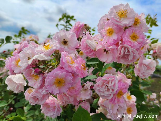 古诗里的蔷薇花(图1)