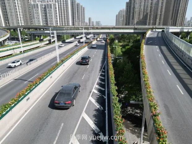 郑州月季：花开郑好景如画，高架月季香满城(图1)