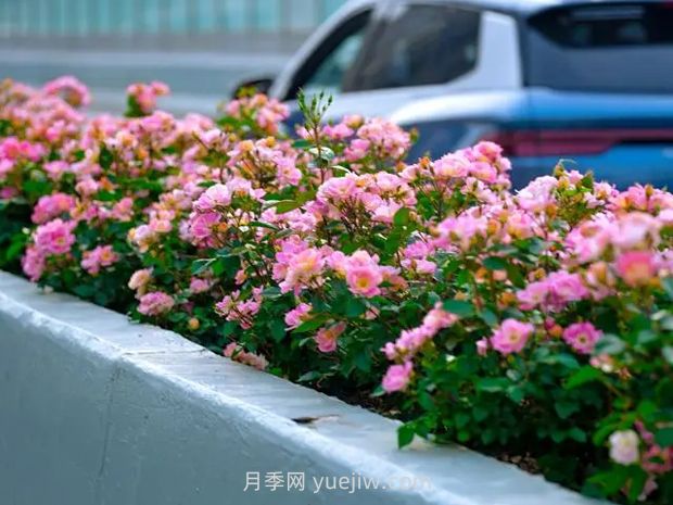 武汉城区主干道和高架桥月季花悄然绽放(图1)