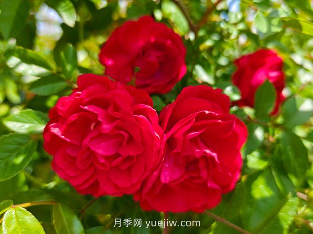 月季红木香爆花机器，花艳丽花量大花期长(图1)