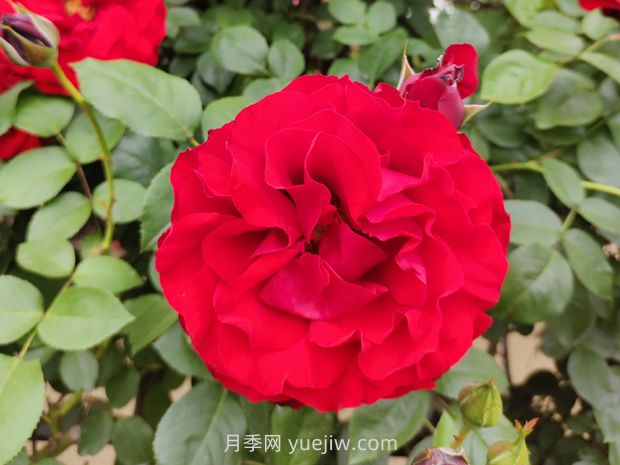 御用马车月季(图2)