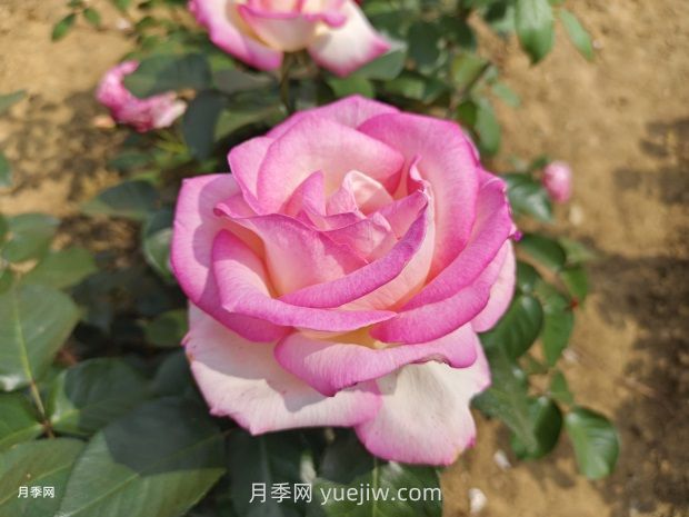 摩纳哥公主月季(图5)