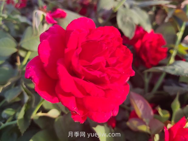萨曼莎月季(图2)