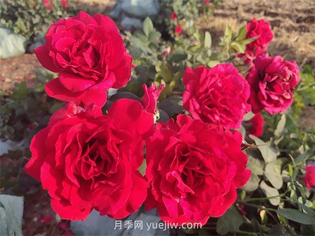 萨曼莎月季(图3)