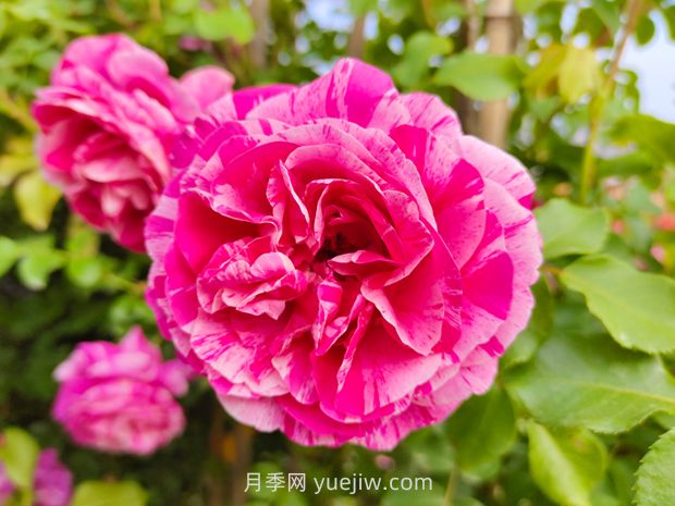 伊蕾莎斯特月季/依蕾莎丝特月季/伊内斯萨斯特雷(图1)