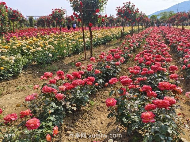 南阳西峡：探源古老月季 衍续种质资源(图1)