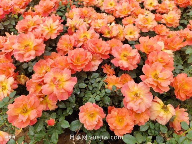 丰花月季(图2)
