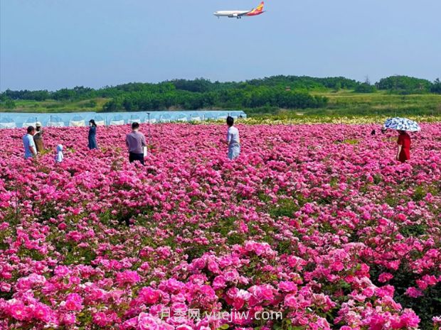 丰花月季(图5)