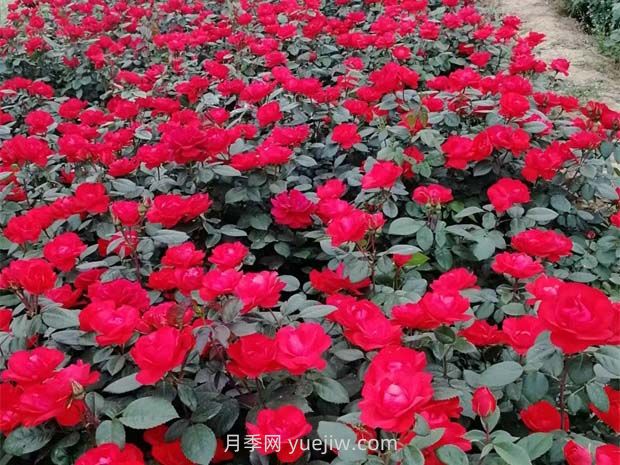 丰花月季(图4)