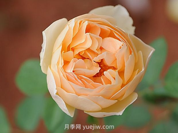 推荐8款月季，好养又好看，耐开抗性好，值得拥有(图4)