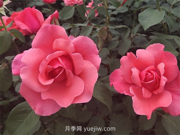 玫瑰与月季的前世今生(图2)