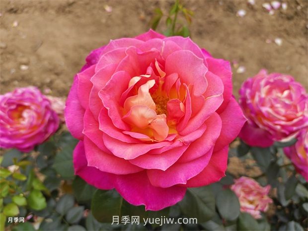 玫瑰的节日：世界各地的玫瑰庆典(图1)