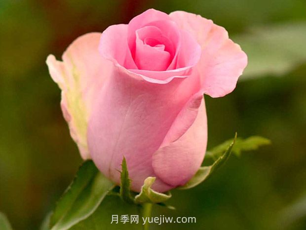 复活月季(图2)