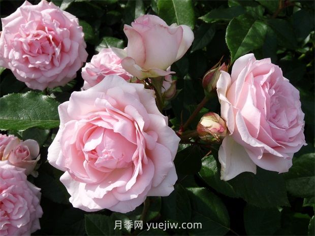 妮娜冯斯陶芬伯格月季(图2)