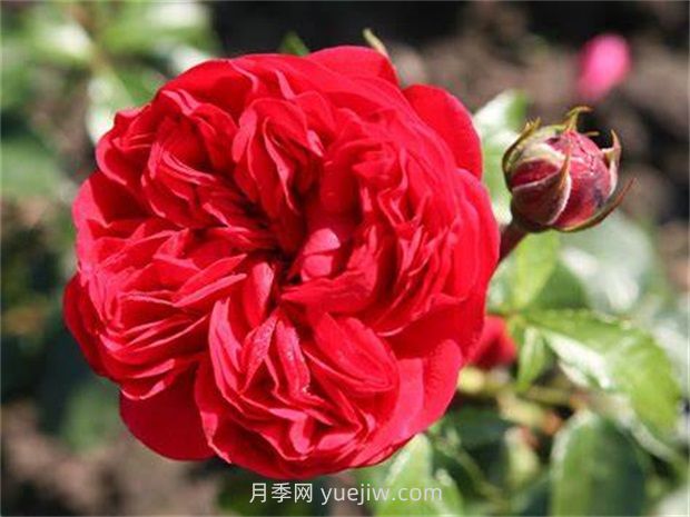 甜蜜咖啡屋月季/罗森海姆(图3)