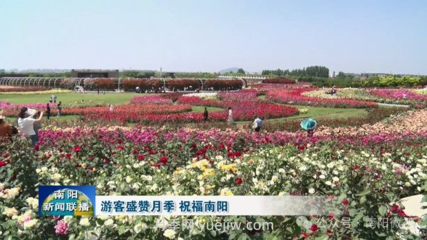 南阳世界月季大观园：游客盛赞月季 祝福南阳(图2)