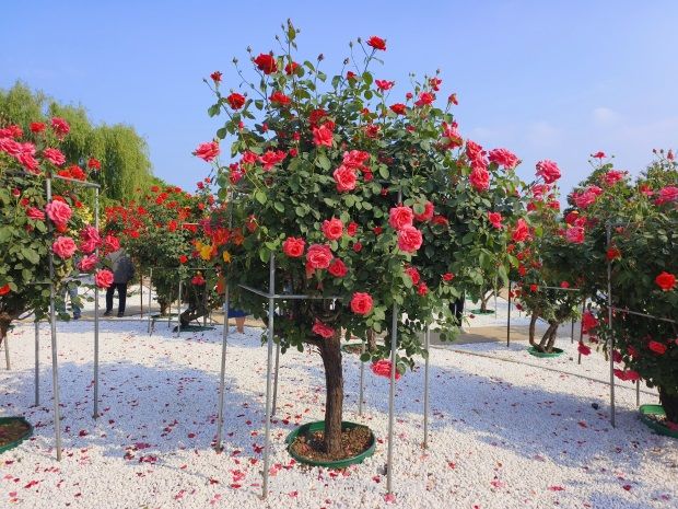 南阳中国月季园：五一赏花好去处 千亩月季花开正艳(图2)