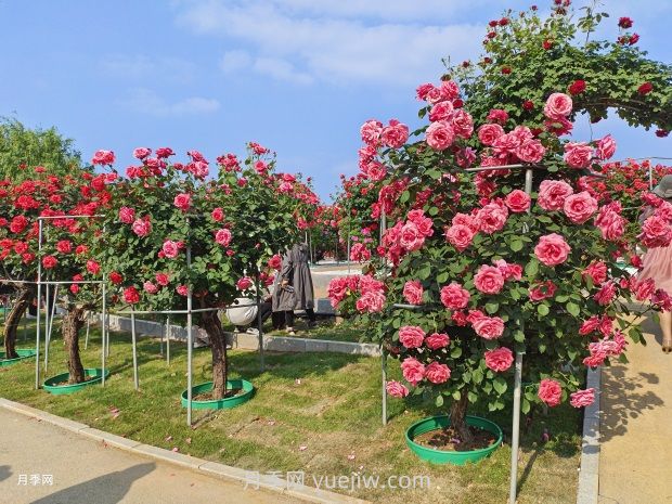 南阳中国月季园：五一赏花好去处 千亩月季花开正艳(图1)