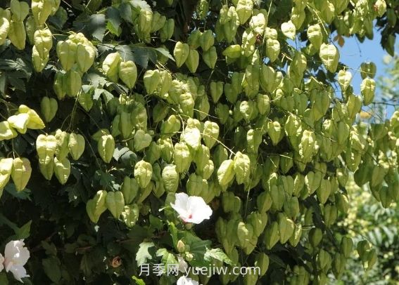栾树什么时候开花？(图1)