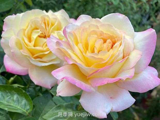 殿堂月季品种，18款被全世界深爱的月季(图1)