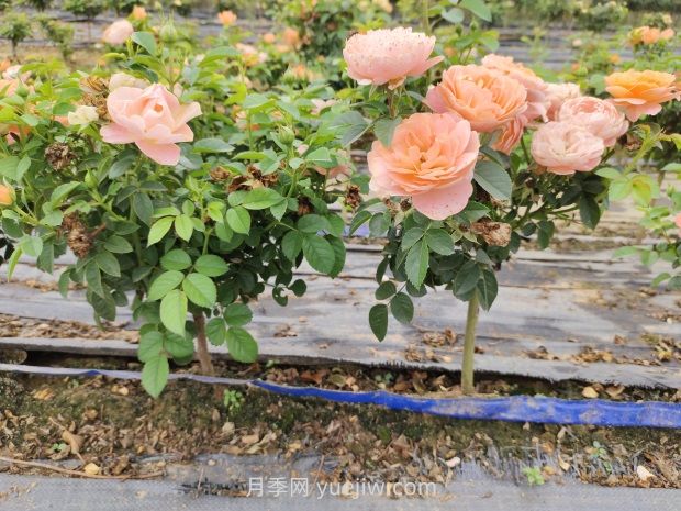 棒棒糖月季怎么养？养护小技巧，越长越旺(图1)