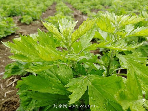 南阳艾草：道地艾丰收 新季采收忙(图1)