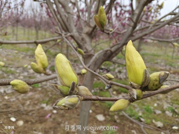 南召黄玉兰怎么修剪(图1)