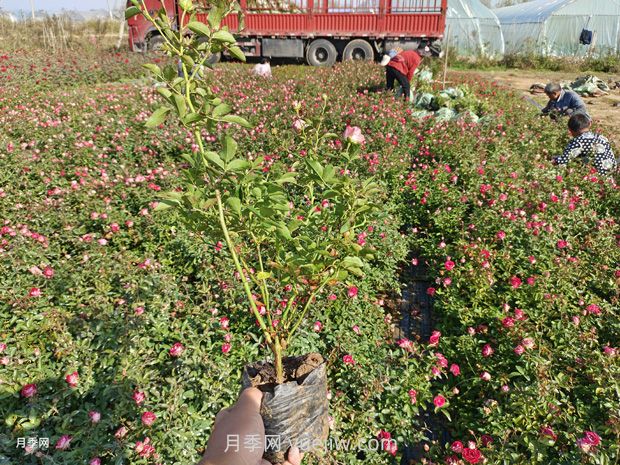 如何扦插月季花？(图3)