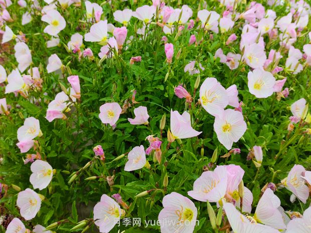 月见草种植方法和时间(图1)