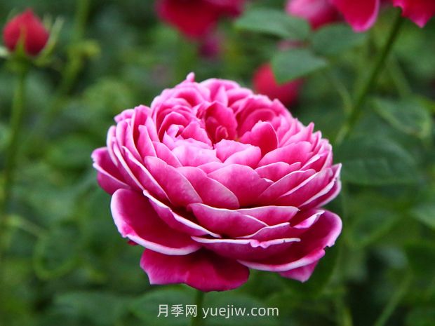 5种月季品种不适合重剪，有些月季会一剪没(图2)