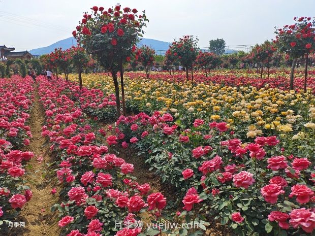 中国339个5A级旅游景区名单大全(图1)