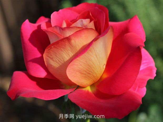 希望月季/吉普赛狂欢节(图4)