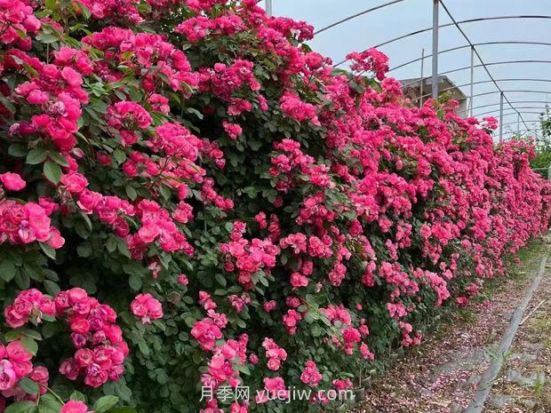 爬藤月季什么季节开花？(图2)