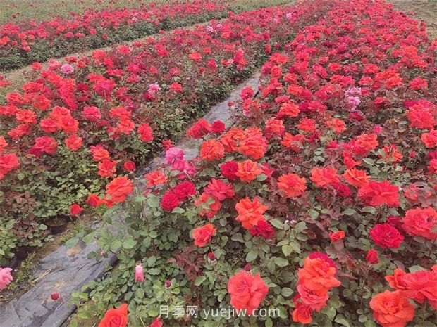 月季花的特点是什么？(图1)